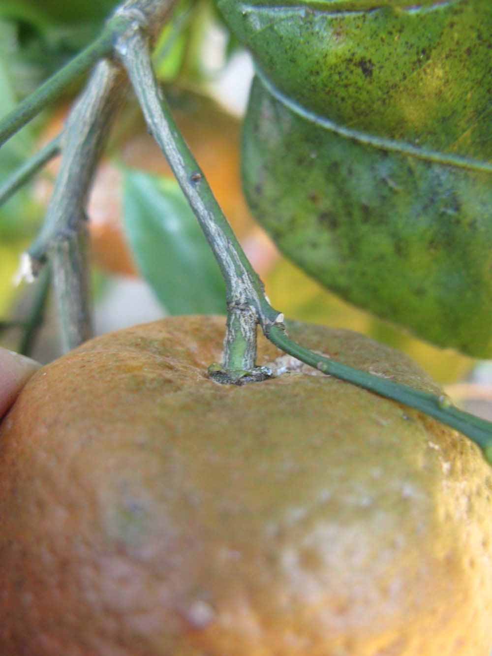            Fruit (Winter Haven, FL)   